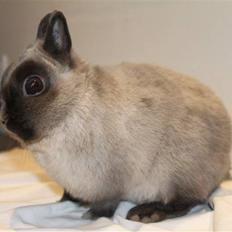 Kanin Yankie "Hermelin" *SOLGT*