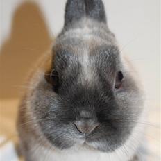 Kanin Yankie "Hermelin" *SOLGT*