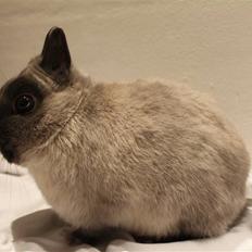 Kanin Yankie "Hermelin" *SOLGT*