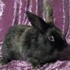 Kanin Cervinagaard's Jake