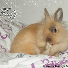 Kanin Fluffy