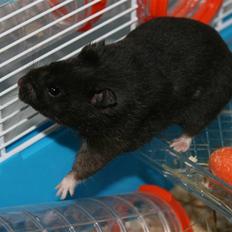 Hamster Eddie, min øjesten! -  *RIP 5/3 2012* :'(