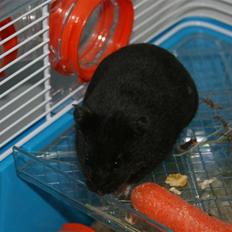 Hamster Eddie, min øjesten! -  *RIP 5/3 2012* :'(