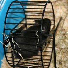 Hamster Eddie, min øjesten! -  *RIP 5/3 2012* :'(