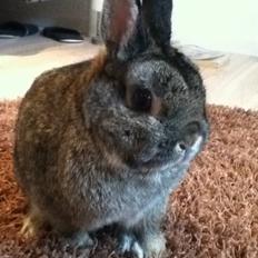 Kanin Hummer "Hermelin"