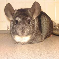 Chinchilla Fede <3 (SOLGT)