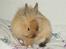 Kanin Fluffy