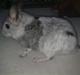 Chinchilla Nielsens Oliver