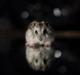 Dværghamster Ulrich the Hamster