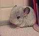 Chinchilla Bette Messie'Miss (SOLGT)