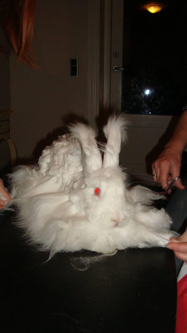 Kanin  angora kanin - Sneboldt  solgt billede 10