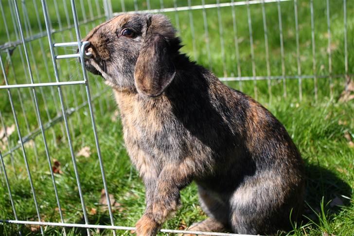 Kanin MaPos De La Manifik billede 3