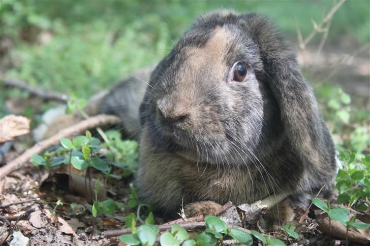 Kanin MaPos De La Manifik billede 4