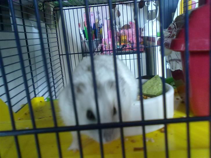 Dværghamster Viggo mit ALT R.I.P den 6/7 en ondsdag2011 savnet  - viggo som lille unge<3 ;) (minder) billede 4