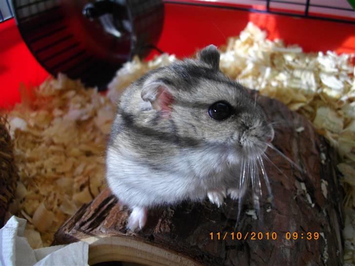 Dværghamster Viggo mit ALT R.I.P den 6/7 en ondsdag2011 savnet  - smukke viggo<3 billede 5