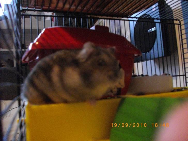 Dværghamster Viggo mit ALT R.I.P den 6/7 en ondsdag2011 savnet  - Viggo i mad skålen :D billede 6