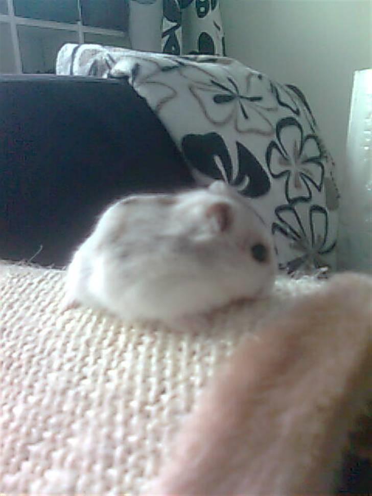 Dværghamster Viggo mit ALT R.I.P den 6/7 en ondsdag2011 savnet  billede 7