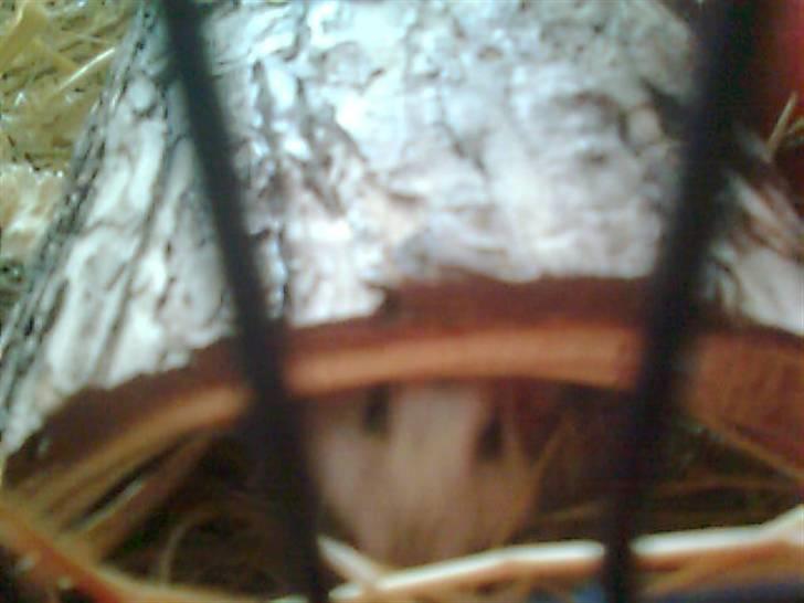 Dværghamster Viggo mit ALT R.I.P den 6/7 en ondsdag2011 savnet  billede 8