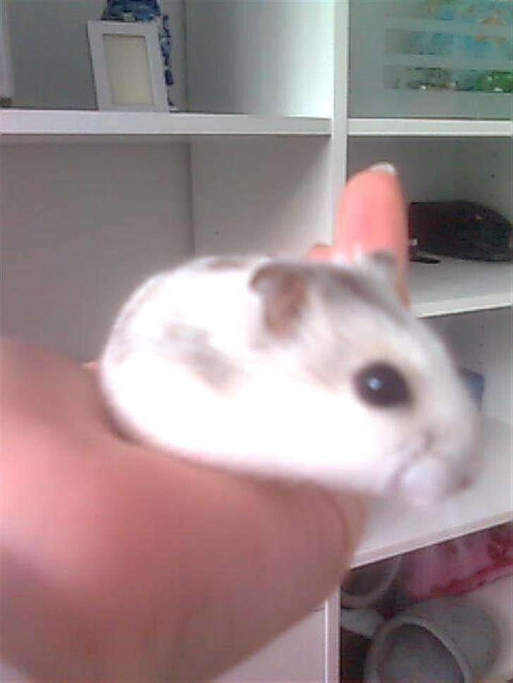 Dværghamster Viggo mit ALT R.I.P den 6/7 en ondsdag2011 savnet  - Søde lille viggo søm lille unge<3 billede 9