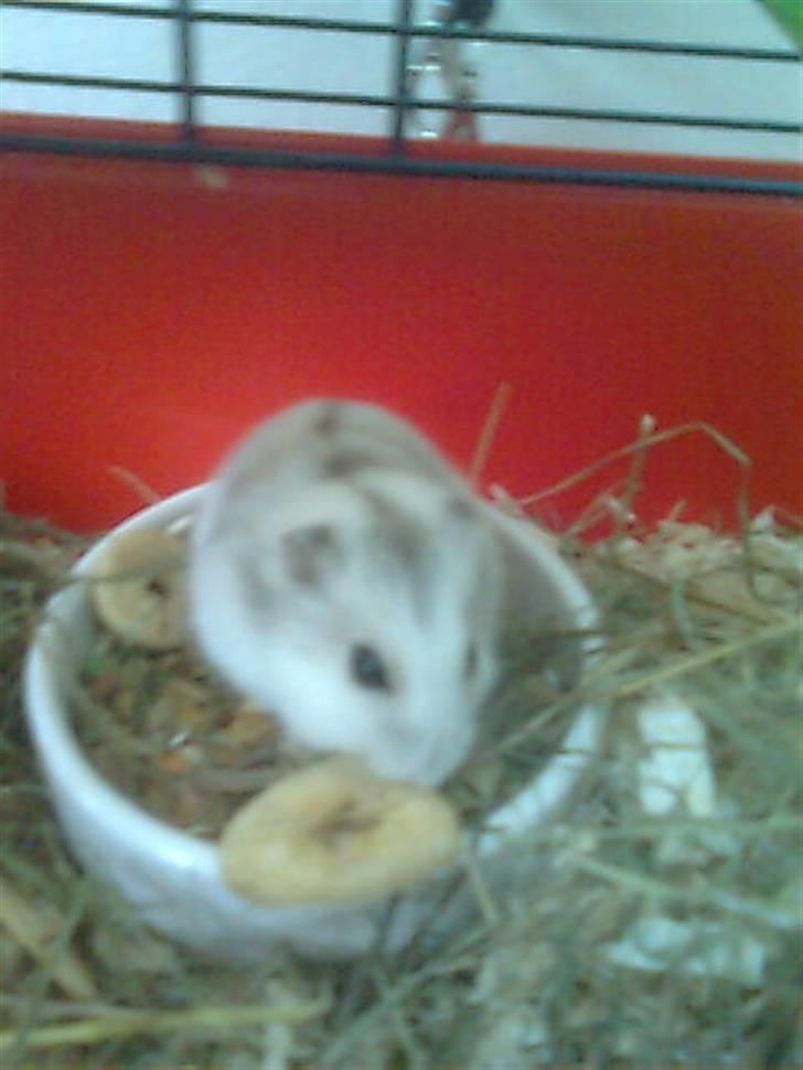 Dværghamster Viggo mit ALT R.I.P den 6/7 en ondsdag2011 savnet  billede 10