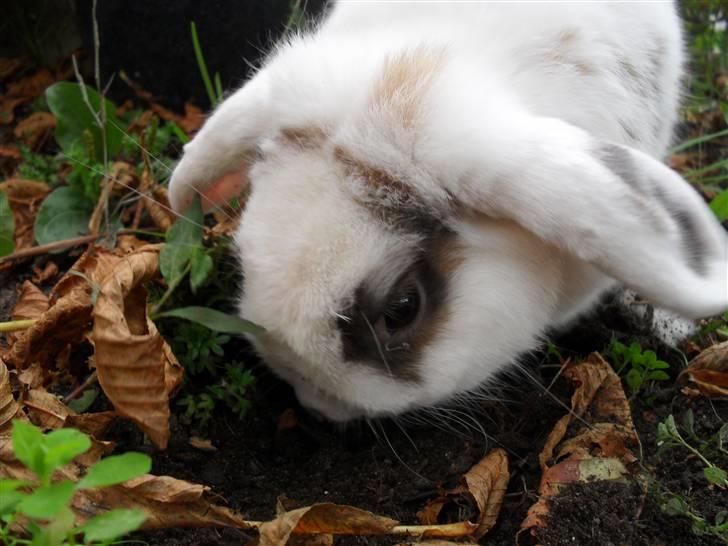 Kanin Sortsky aka Bassemand! :D - grave grave jeg elsker at grave billede 13