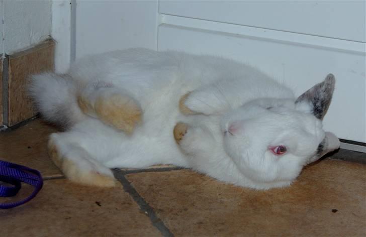 Kanin McGee - Haha, Maggie tog sig lige en ruller op af døren, kunne slet ikke lade være med at grine :) Nurh lille mags <3 billede 9