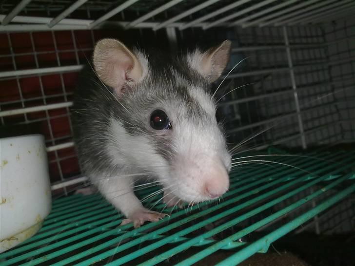 Tamrotte Dalia JUMPER<3<3  billede 8