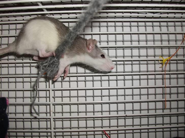 Tamrotte Ditte JUMPER (dehlight) billede 7