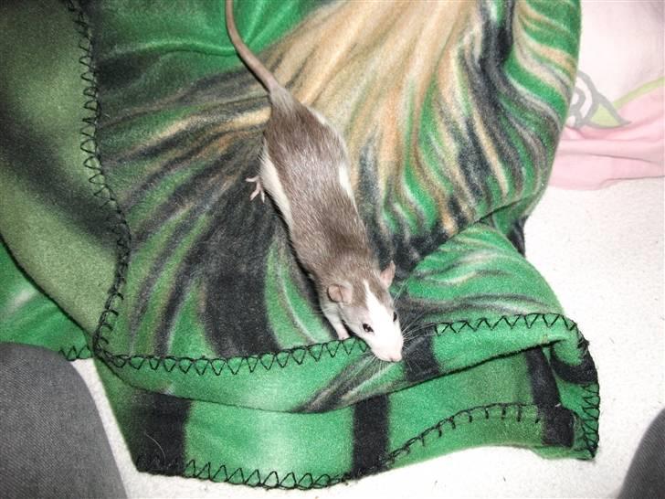 Tamrotte Ditte JUMPER (dehlight) - stadig ikke helt voksen billede 8