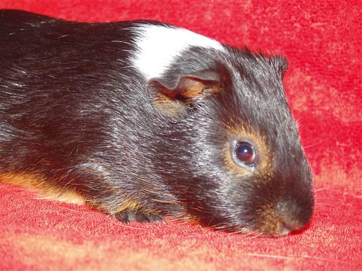 Marsvin Cirkus billede 1