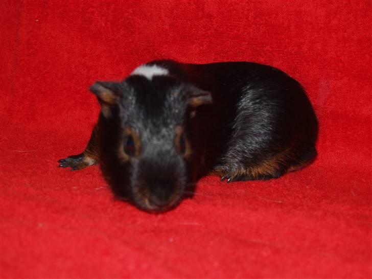 Marsvin Cirkus billede 2