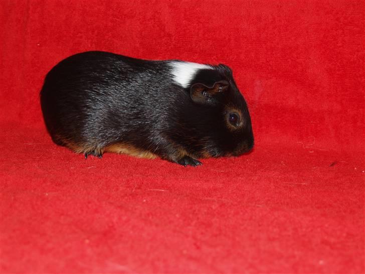 Marsvin Cirkus billede 3