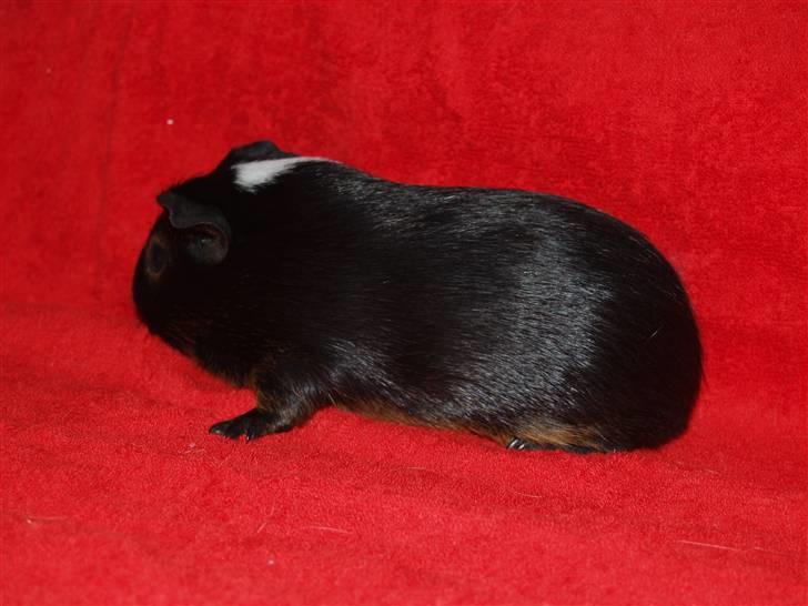 Marsvin Cirkus billede 4