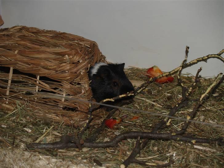 Marsvin Cirkus billede 5