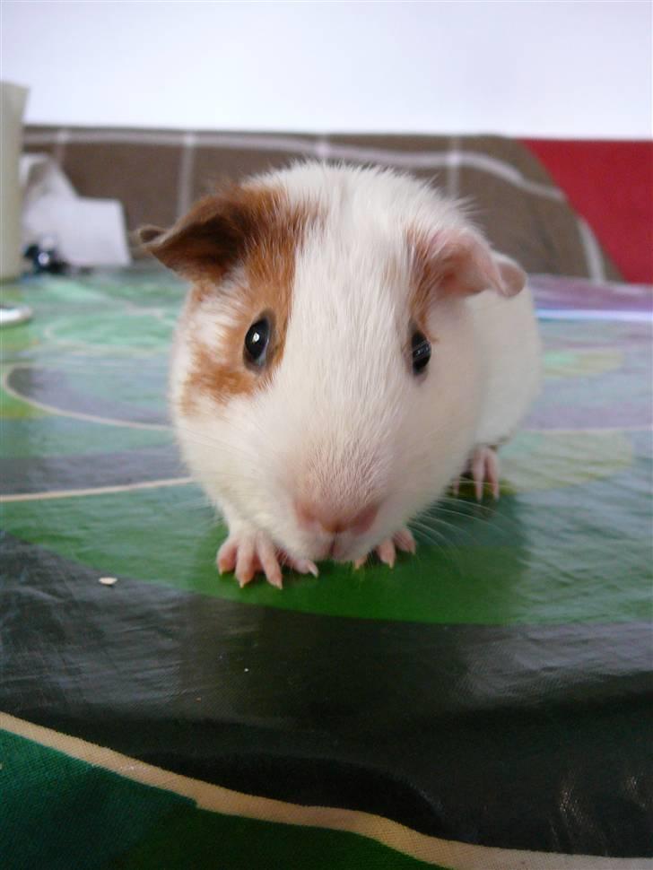 Marsvin Viggo II billede 1