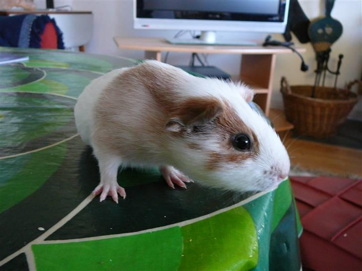 Marsvin Viggo II billede 2