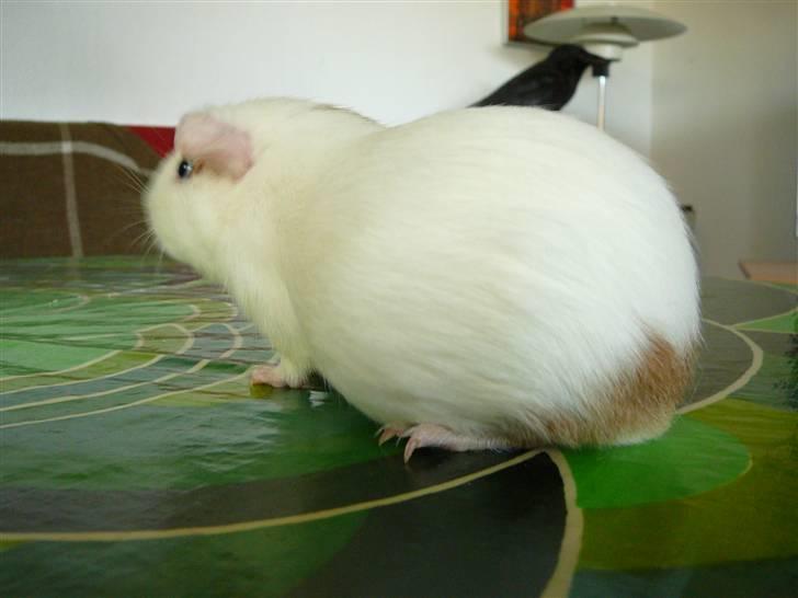 Marsvin Viggo II billede 3