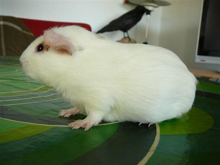 Marsvin Viggo II billede 4