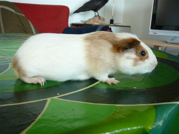 Marsvin Viggo II billede 5