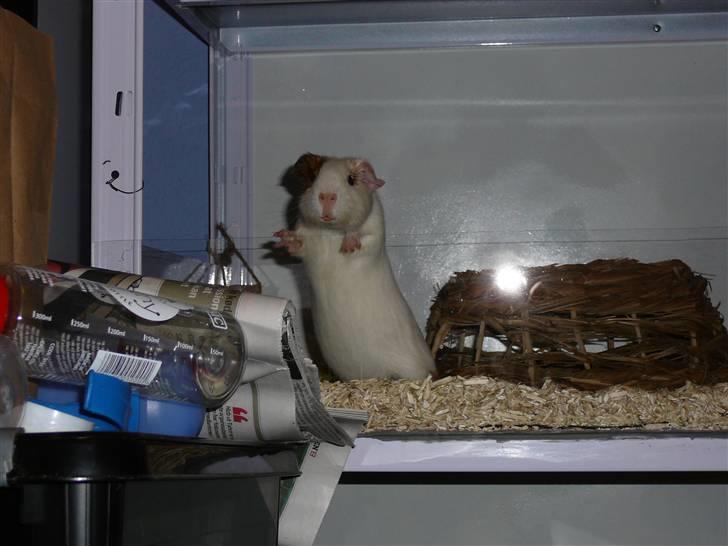 Marsvin Viggo II billede 6