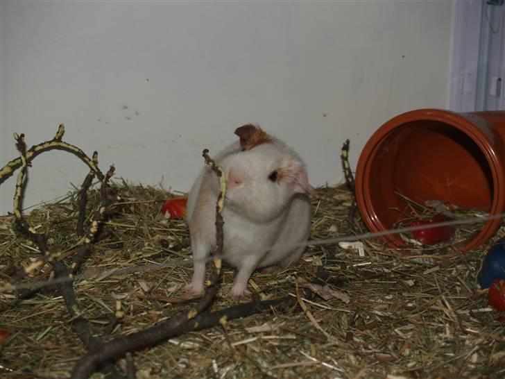 Marsvin Viggo II billede 7