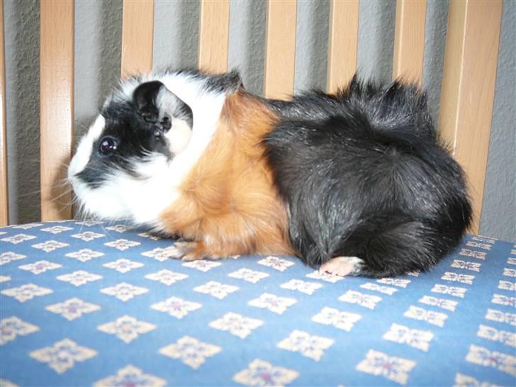 Marsvin Stine billede 1