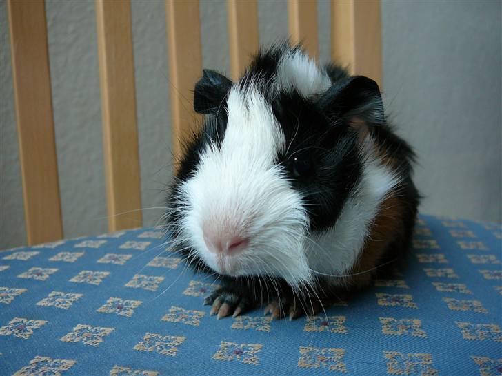 Marsvin Stine billede 2