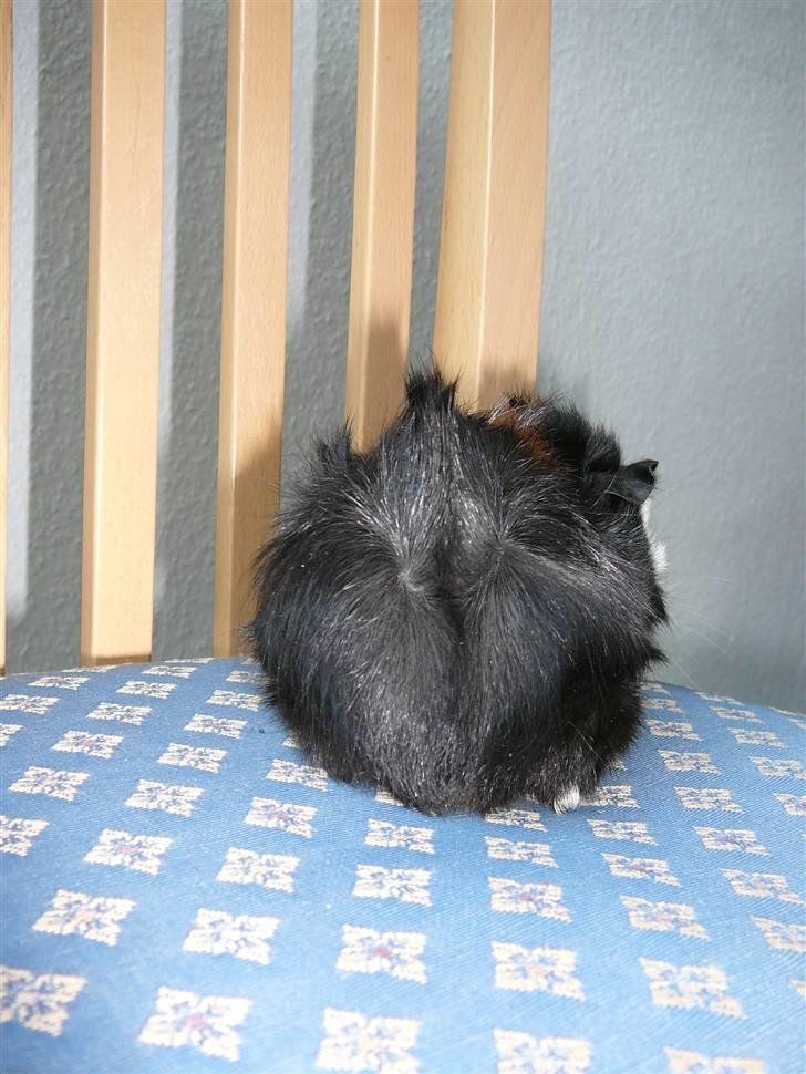 Marsvin Stine billede 3