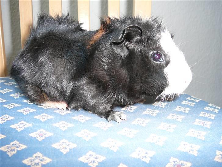 Marsvin Stine billede 4