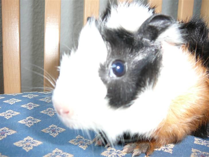 Marsvin Stine billede 5