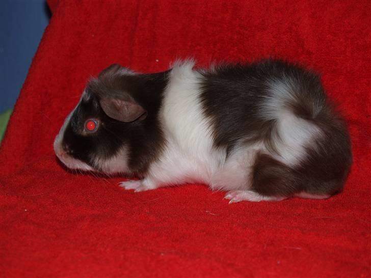 Marsvin Ivanhoe Von Holt billede 1