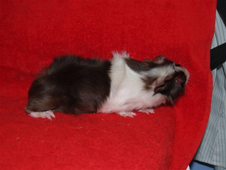 Marsvin Ivanhoe Von Holt billede 2