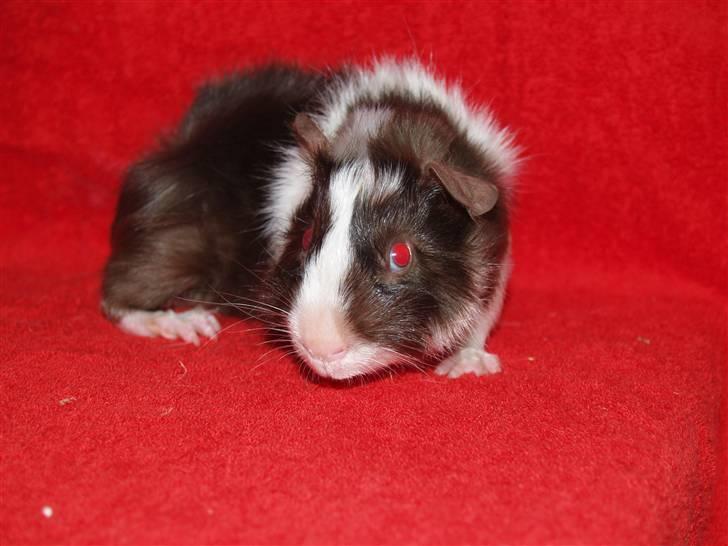 Marsvin Ivanhoe Von Holt billede 3