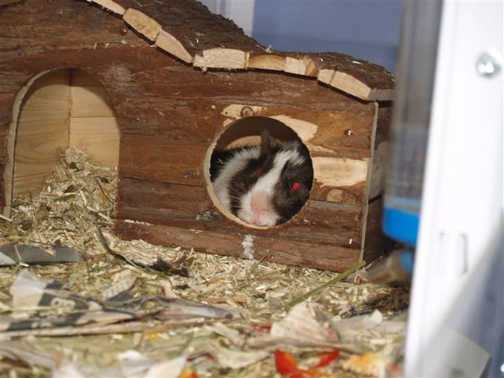 Marsvin Ivanhoe Von Holt billede 4